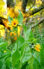 Wyethia helenioides