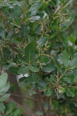 Apodytes dimidiata