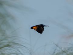 Euplectes axillaris bocagei