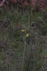 Bobartia orientalis