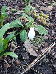 Galanthus elwesii