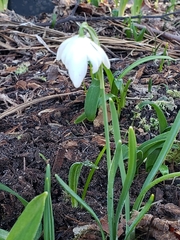 Galanthus elwesii