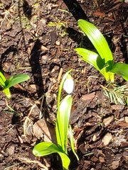 Galanthus elwesii