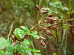 Lespedezinae