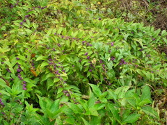 Callicarpa dichotoma