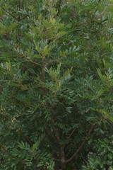 Hippobromus pauciflorus