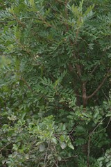 Hippobromus pauciflorus