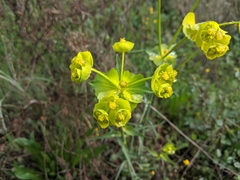 Euphorbia serrata