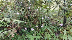 Strobilanthes rankanensis