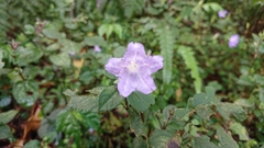 Strobilanthes rankanensis