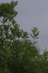 Hippobromus pauciflorus