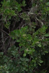 Apodytes dimidiata