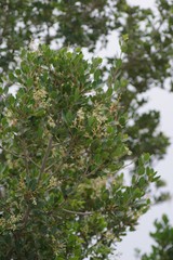 Apodytes dimidiata