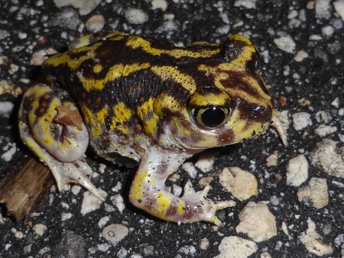 Eastern Spadefoot