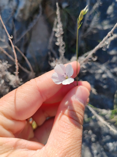 Linum tenuifolium