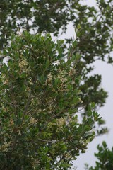 Apodytes dimidiata