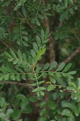 Hippobromus pauciflorus