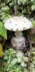 Amanita austrostraminea