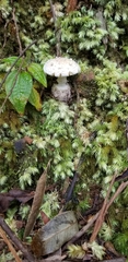 Amanita austrostraminea