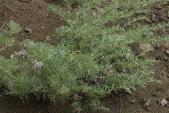 Artemisia schmidtiana