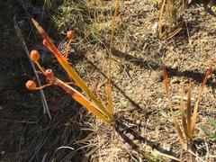 Libertia peregrinans