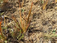 Libertia peregrinans