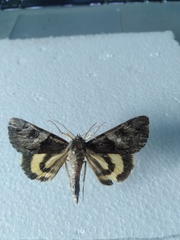 Catocala fulminea