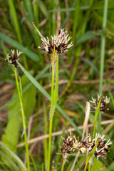 Luzula campestris