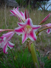 Crinum stuhlmannii delagoense