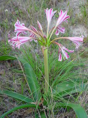 Crinum stuhlmannii delagoense