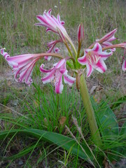 Crinum stuhlmannii delagoense