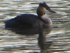 Podiceps cristatus