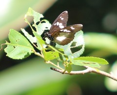 Pseudacraea lucretia tarquinea