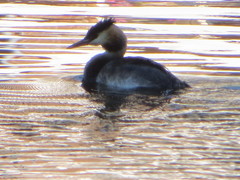 Podiceps cristatus