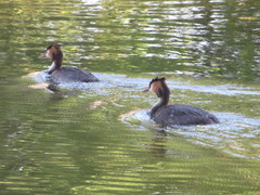 Podiceps cristatus