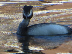 Podiceps cristatus