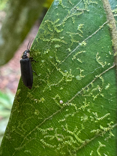 Leptolejeunea elliptica observed 2026-04-26