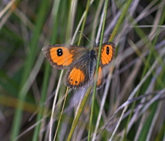 Argyrophenga janitae