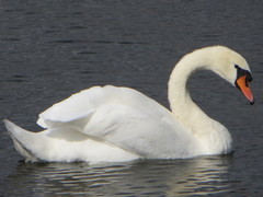 Cygnus olor