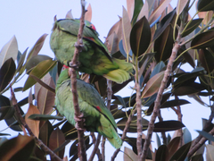 Amazona viridigenalis
