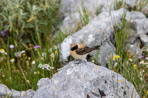 Collalba rubia oriental (Oenanthe melanoleuca)