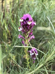 Castilleja densiflora gracilis