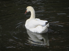 Cygnus olor