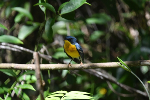 Tropical Parula