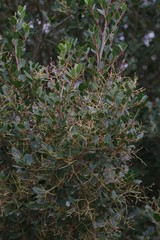 Apodytes dimidiata