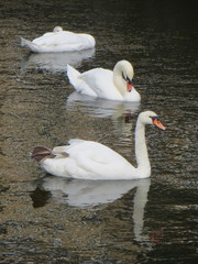 Cygnus olor