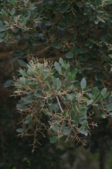 Apodytes dimidiata