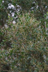 Apodytes dimidiata