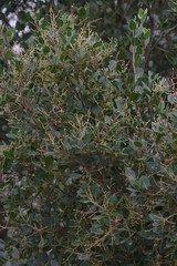 Apodytes dimidiata