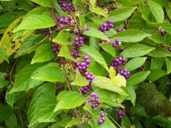 Callicarpa dichotoma
